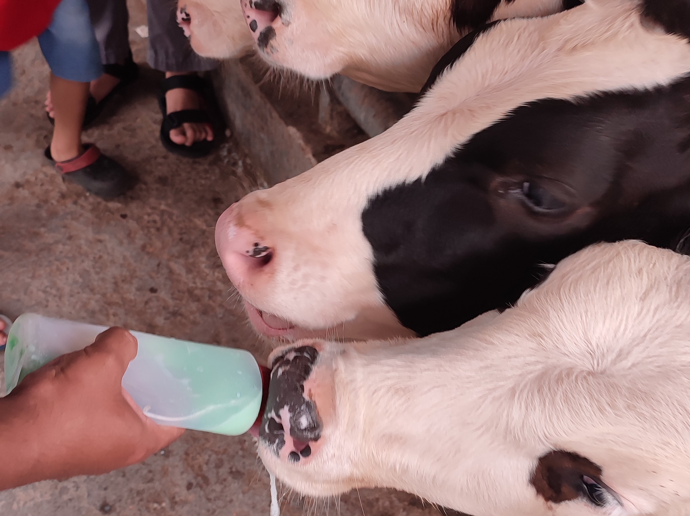 Memberikan Susu ke Anak Sapi di Cimory Dairyland Farm Theme Park