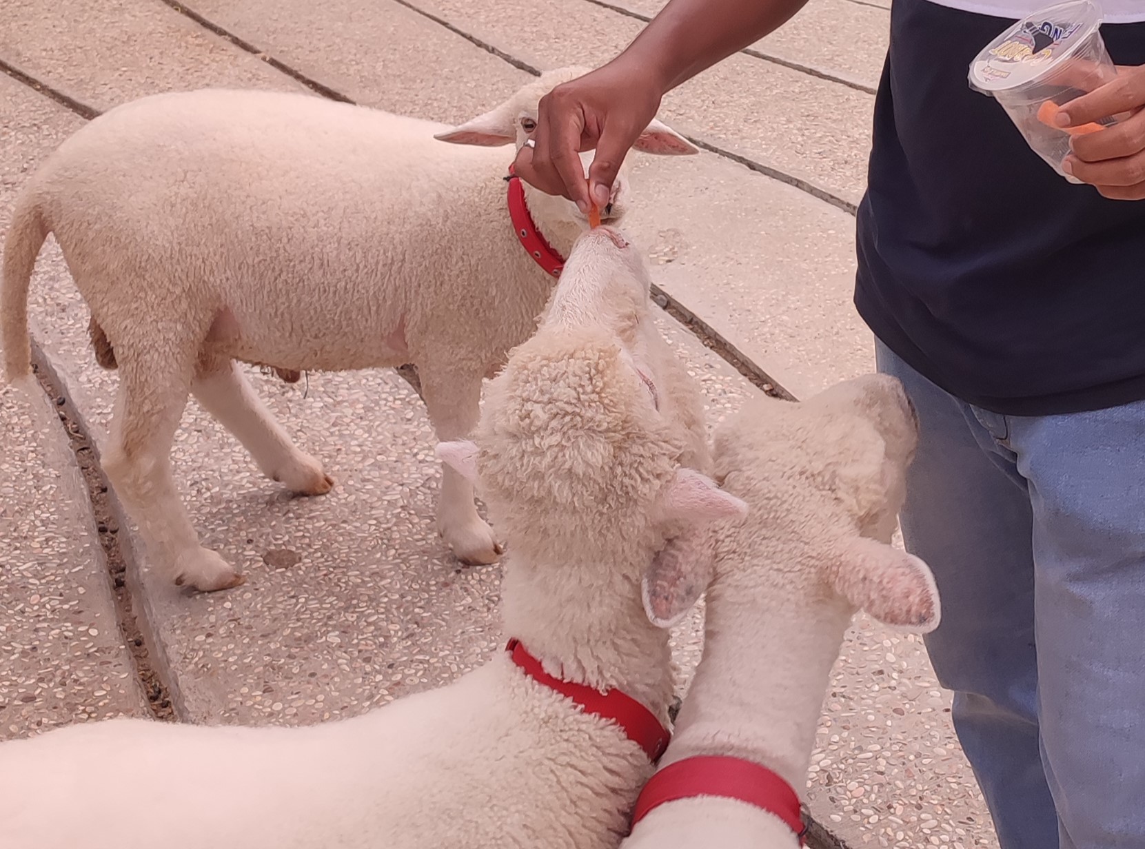 Memberikan Makan Domba di Cimory Dairyland Farm Theme Park