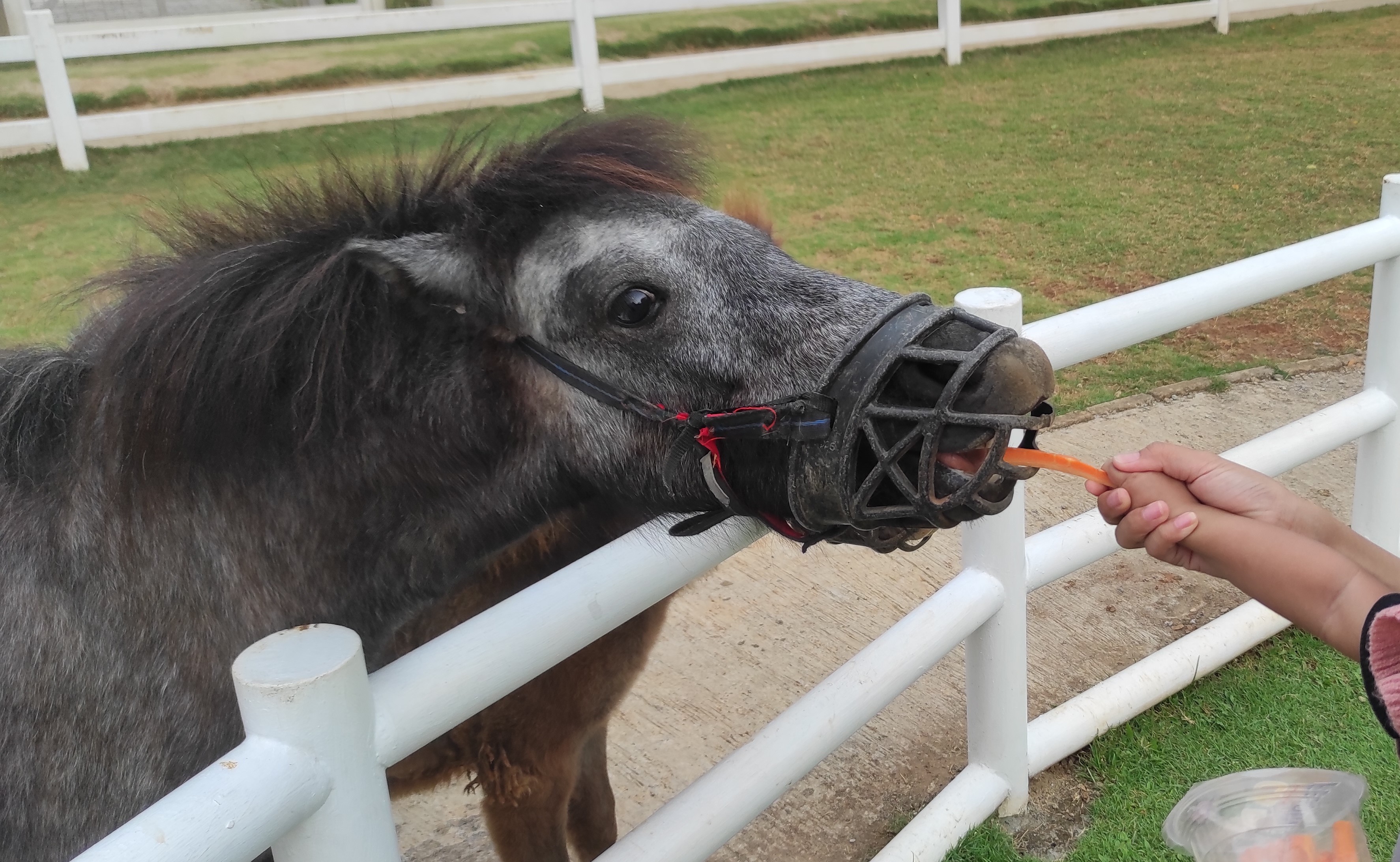 Memberi makan kuda pony